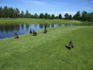 Klicken Sie hier, um das große Bild anzusehen: Golfclub St.Leon-Rot; Bildquelle: www.golf-treff.at