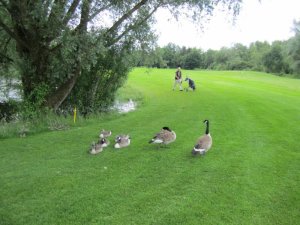 Klicken Sie hier, um das große Bild anzusehen: Golfclub Wörthsee; Bildquelle: www.golf-treff.at