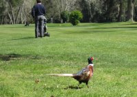 Klicken Sie hier, um das große Bild anzusehen: Circolo Golf Venezia; Bildquelle: www.golf-treff.at