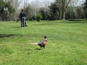 Klicken Sie hier, um das große Bild anzusehen: Circolo Golf Venezia; Bildquelle: www.golf-treff.at