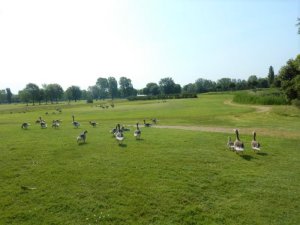 Klicken Sie hier, um das große Bild anzusehen: Golf Club Grado; Bildquelle: www.golf-treff.at