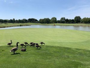 Klicken Sie hier, um das große Bild anzusehen: Golf Club Lignano; Bildquelle: www.golf-treff.at