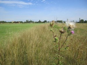 Klicken Sie hier, um das große Bild anzusehen: Sonnengolf; Bildquelle: www.golf-treff.at