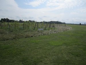 Klicken Sie hier, um das große Bild anzusehen: Sonnengolf; Bildquelle: www.golf-treff.at