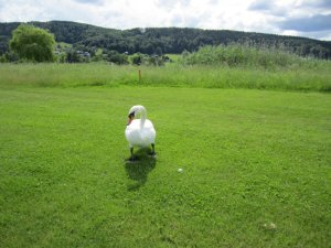 Klicken Sie hier, um das große Bild anzusehen: Golfclub Attersee; Bildquelle: www.golf-treff.at
