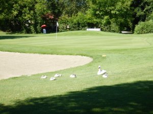 Klicken Sie hier, um das große Bild anzusehen: Golfclub Donau Linz-Feldkirchen; Bildquelle: www.golf-treff.at