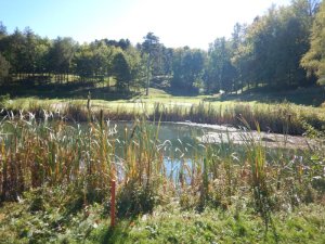 Klicken Sie hier, um das große Bild anzusehen: Golfclub Enzesfeld; Bildquelle: www.golf-treff.at