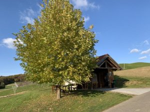 Klicken Sie hier, um das große Bild anzusehen: Traminer Golf Klöch; Bildquelle: www.golf-treff.at