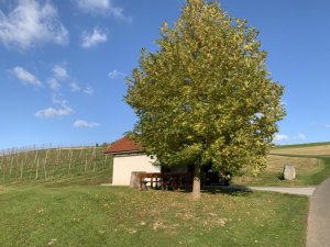 Klicken Sie hier, um das große Bild anzusehen: Traminer Golf Klöch; Bildquelle: www.golf-treff.at