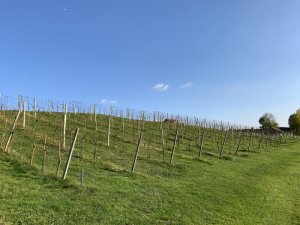 Klicken Sie hier, um das große Bild anzusehen: Traminer Golf Klöch; Bildquelle: www.golf-treff.at