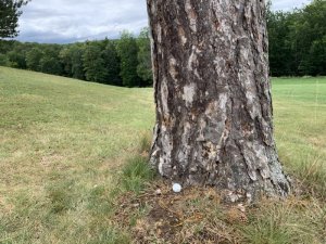 Klicken Sie hier, um das große Bild anzusehen: Golfclub Enzesfeld; Bildquelle: www.golf-treff.at