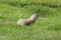 Klicken Sie hier, um das große Bild anzusehen: GC Föhrenwald Ziesel; Bildquelle: golf-treff.at