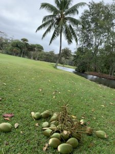 Klicken Sie hier, um das große Bild anzusehen: Lemuria Golf Praslin Seychellen; Bildquelle: www.golf-treff.at