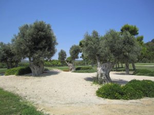 Klicken Sie hier, um das große Bild anzusehen: Golf Son Servera; Bildquelle: www.golf-treff.at